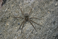 Dolomedes dondalei