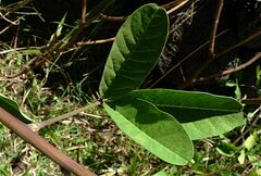 Crotalaria pallida