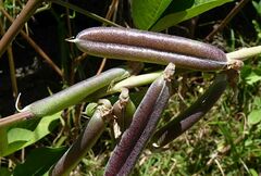 Crotalaria pallida