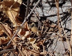 Dasymutilla magna