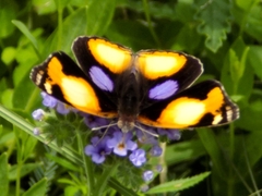 Junonia hierta cebrene