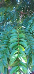 Cassia fistula