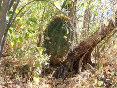 Ferocactus townsendianus