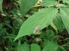 Insecta