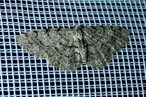 Grey Birch Moth