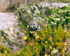 Caerostris corticosa