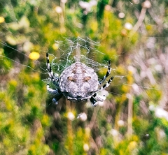 Caerostris corticosa