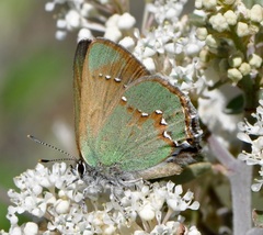 Callophrys affinis