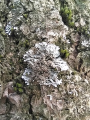 Physconia enteroxantha