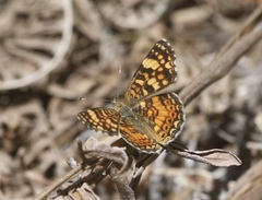 Phyciodes mylitta