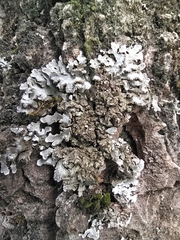 Physconia enteroxantha