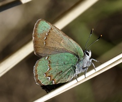 Callophrys affinis