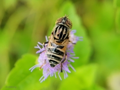Eristalinus megacephalus
