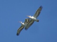 Pelecanus crispus