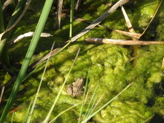 Pelophylax ridibundus