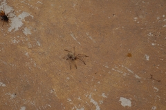 Palystes superciliosus