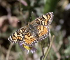 Phyciodes pulchella