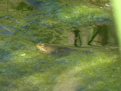 Pelophylax ridibundus
