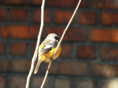 Phoenicurus auroreus