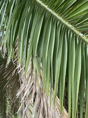 Phoenix canariensis image