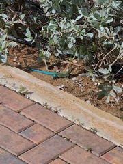 Cnemidophorus arubensis