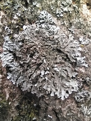 Physconia enteroxantha