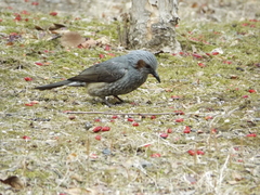 Hypsipetes amaurotis