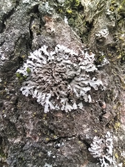 Physconia enteroxantha