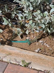 Cnemidophorus arubensis