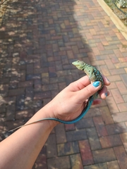 Cnemidophorus arubensis