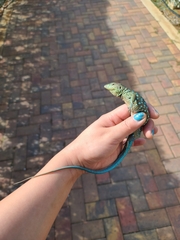 Cnemidophorus arubensis