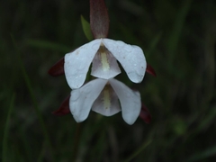Eulophia ovalis