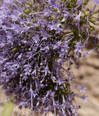 Trachelium caeruleum