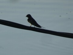 Hirundo rustica
