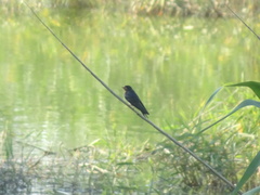 Hirundo rustica