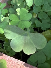 Oxalis corniculata