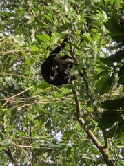 Alouatta pigra