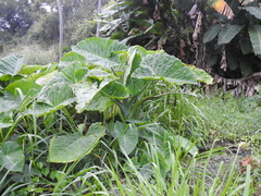 Xanthosoma robustum