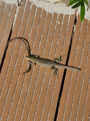 Cnemidophorus arubensis