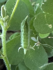 Oxalis corniculata