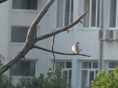 Streptopelia decaocto