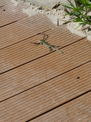 Cnemidophorus arubensis