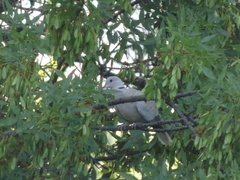 Streptopelia decaocto