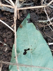 Formicidae