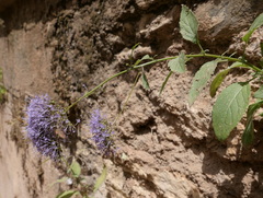 Trachelium caeruleum