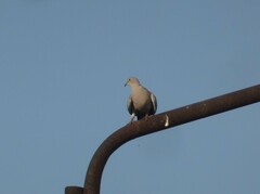 Streptopelia decaocto