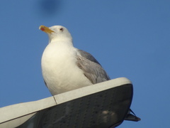 Larus michahellis