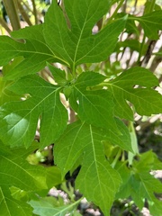 Tithonia diversifolia