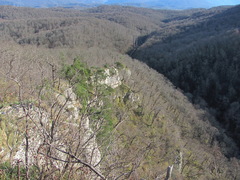 Pinus brutia pityusa