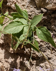 Trachelium caeruleum